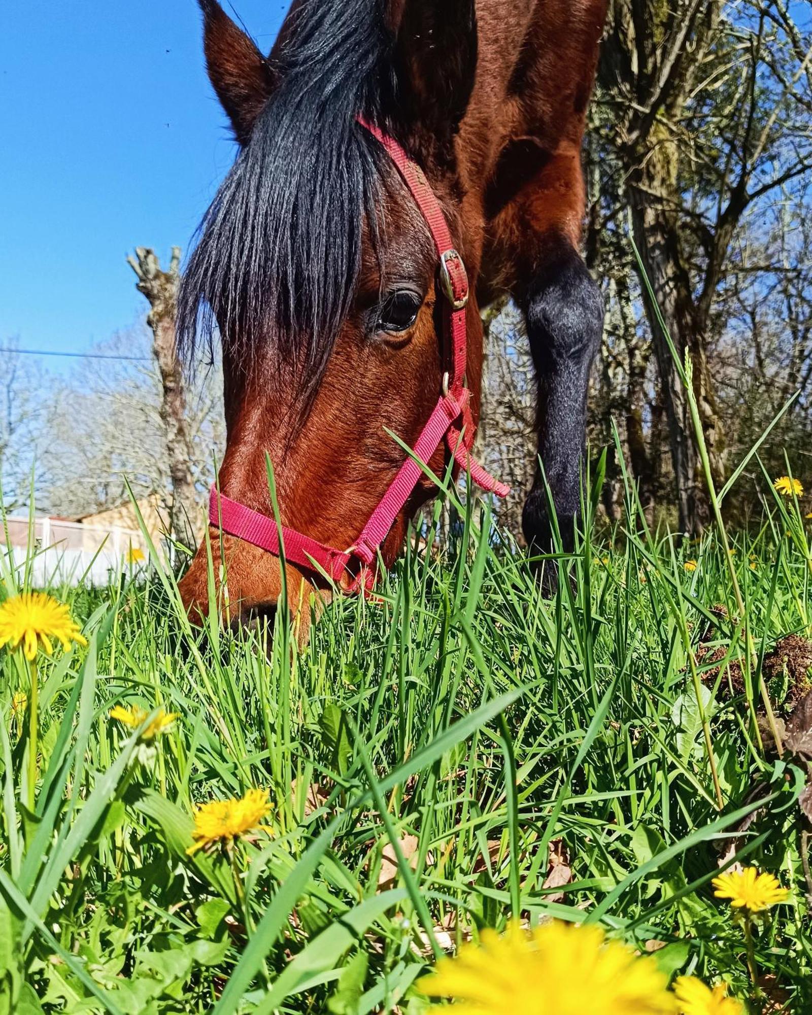 Gîte 5 personnes au cœur de la nature Saint-Aubin-de-Nabirat Extérieur photo